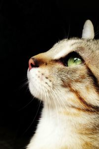 Close-up of a cat over black background