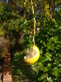 Close-up of fruit on tree