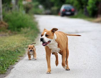 View of a dog and puppy on road