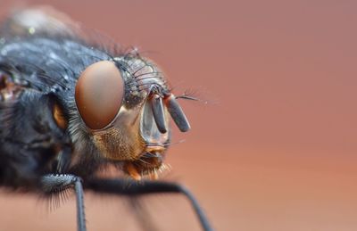 Close-up of housefly