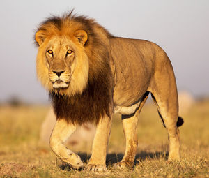 Lioness running on field