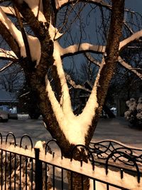 Bare tree by railing in city during winter