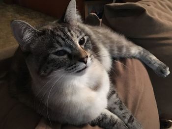 Close-up of cat resting on sofa at home