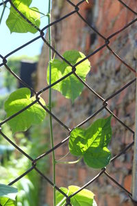 Ivy growing through chainlink fence on sunny day