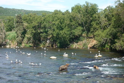 Ducks swimming in lake