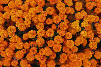 Full frame shot of orange flowering plant