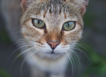 Close-up portrait of a cat