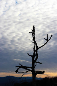 Low angle view of bare tree against sky during sunset