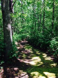 Footpath in forest