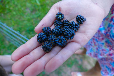Close-up of hand holding blackberries