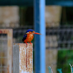 Blue-eared kingfisher perched on a steel pole in malaysia.