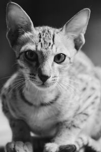 Close-up portrait of tabby cat