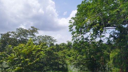 Low angle view of trees against sky