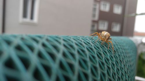 Close-up of spider on fabric