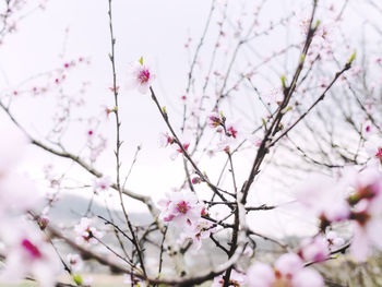 Low angle view of cherry blossoms in spring