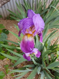 Close-up of purple flowers blooming outdoors