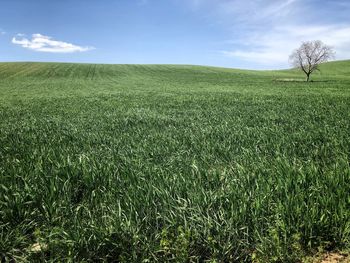 Scenic view of field against sky