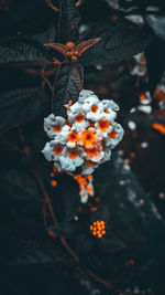 Close-up of berries growing on plant during winter