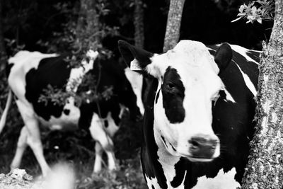 High angle view of cow on field