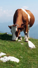 mammal