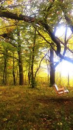 Trees against bright sun