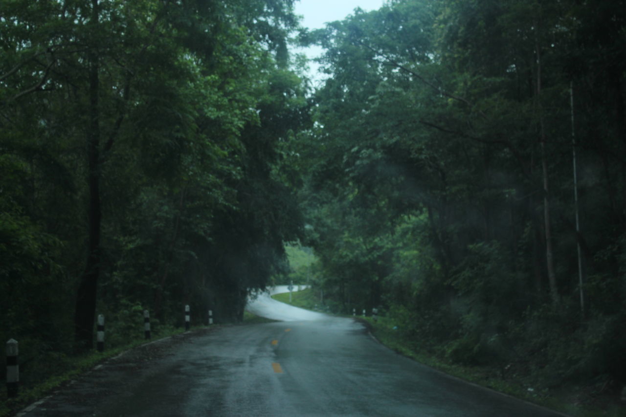 ROAD BY TREES IN FOREST