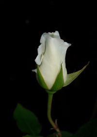 Close-up of white rose over black background