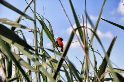 Low angle view of bird perching on red against sky