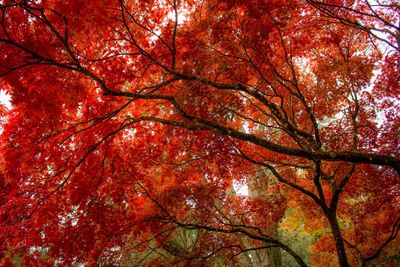 Low angle view of maple tree in forest during autumn