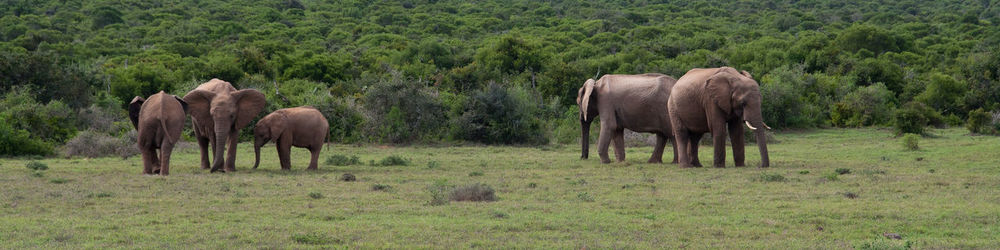 Panoramic view of elephants standing in forest
