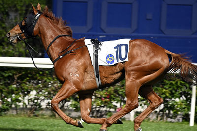 Horse standing on field