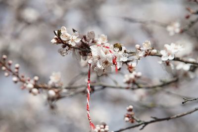 Close-up of cherry blossom tree