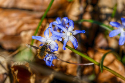 Close-up of purple flowering plant