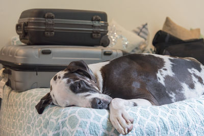 Close-up of dog relaxing on bed by suitcases at home