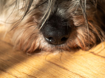 Dog muzzle with wet nose on wooden floor selective focus. long wool fluffy pet sleeping at home. 