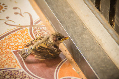 High angle view of bird eating food