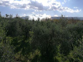 Scenic view of landscape against sky