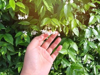 Cropped image of person holding plant