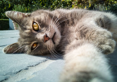 Close-up portrait of a cat