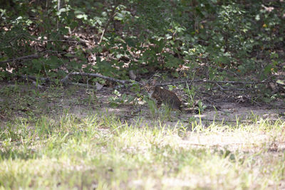 View of an animal on field