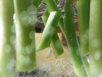Close-up of succulent plant in water