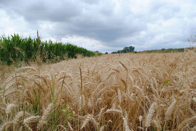 Scenic view of wheat field against sky