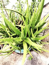 High angle view of cactus