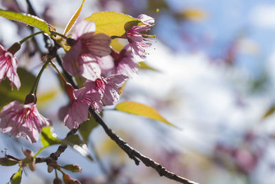 Close-up of pink cherry blossoms