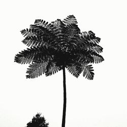 Low angle view of coconut palm tree against sky