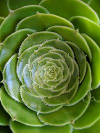 Close-up of succulent plant
