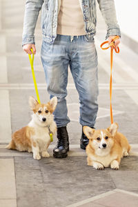 A man in a denim suit walks with dogs on a leash. welsh corgi-pembroke walk with the owner