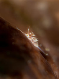 Macro shot of insect on wood