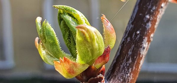 Close-up of succulent plant