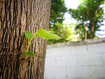 Close-up of green lizard on wood